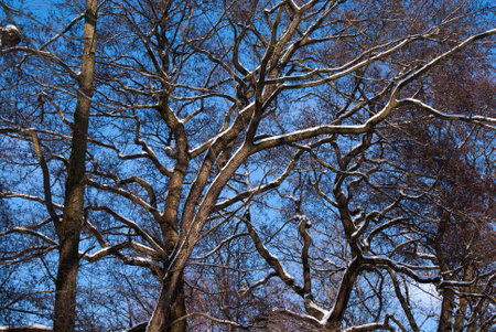 treesの写真素材