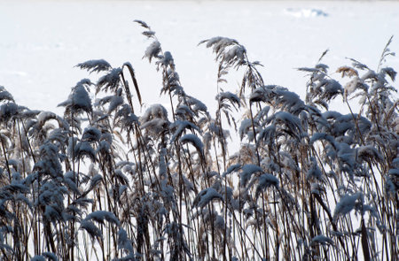 reedの写真素材
