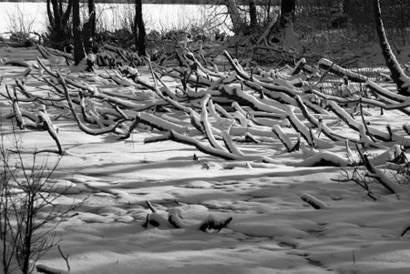 lake, branches and snowの写真素材