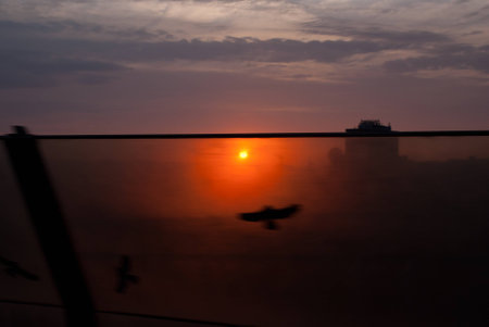 Melancholy birdsの写真素材