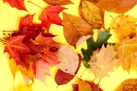 leaves. Macro. Over yellow background