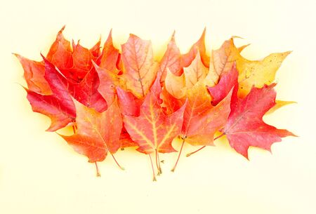leaves. Macro. Over yellow background
の写真素材