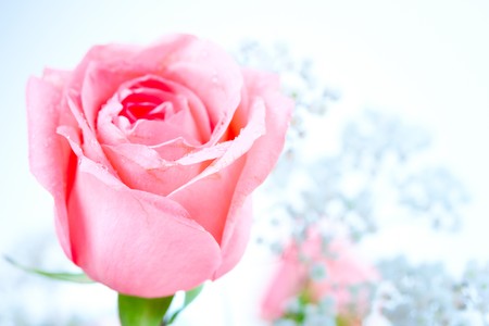 Rose flower. Over white backgroundの写真素材