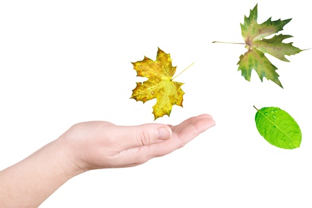 The leaves on a palm on a white backgroundの写真素材