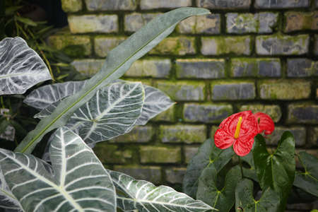 Beautiful tropical flowers grow in jungle. Nature の写真素材