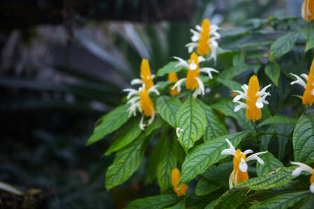 Beautiful tropical flowers grow in jungle. Nature の写真素材
