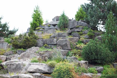 Crag in a forest.  Fir and plantの写真素材