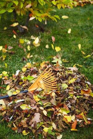 Yellow autumn leaves with rake in backyard