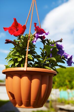 Colorful flowers in a flowerpot hang on stackingの写真素材
