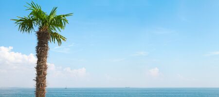 Palm on the beach. Nature and seaの写真素材