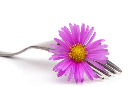 Folk and lilac flower on a white backgroundの写真素材