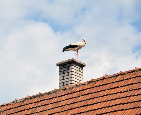 Stork on the Roofの写真素材