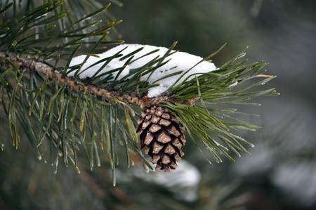 Cone on the treeの写真素材