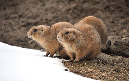 Ground Squirrelの写真素材