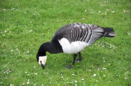 Goose on the lawnの写真素材