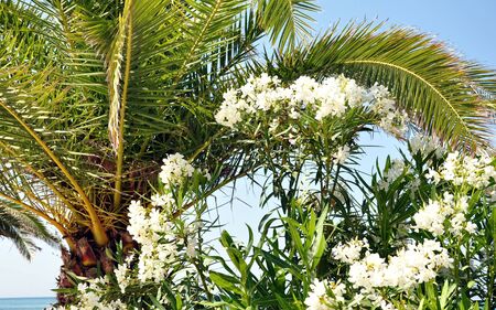 palm and flowering oleander