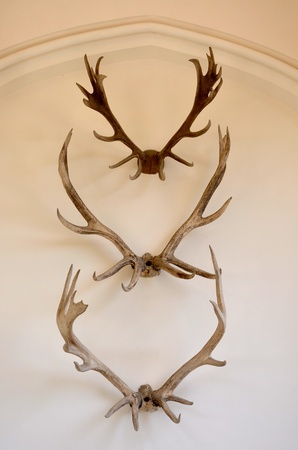 antlers on the wallの写真素材