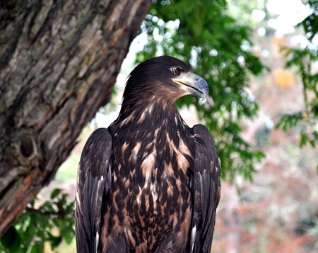 detail eagle in the woodsの写真素材