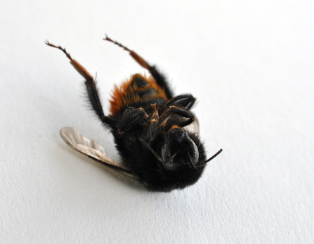 view of fallen bumblebee