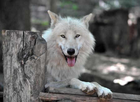 White Wolfの写真素材