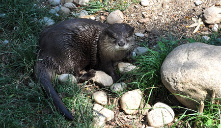 animals - Otter in the summerの写真素材
