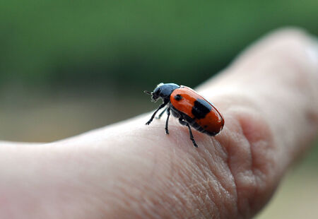 beetle on the finger of a hand