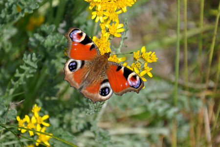 Colorful butterfly on a plantの写真素材
