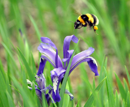 Bumblebee and blossomed Gardeningの写真素材