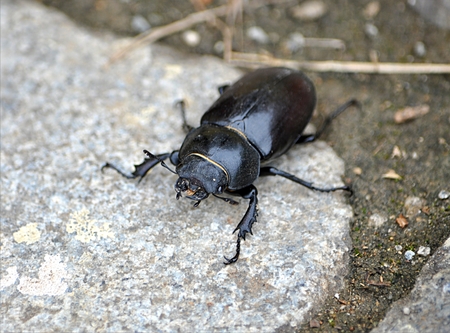 big black beetle - Stagのeditorial素材