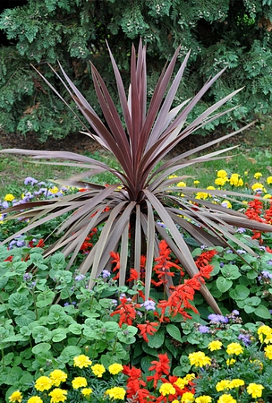 tropical palmのeditorial素材