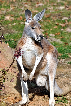 Animal - Kangarooのeditorial素材