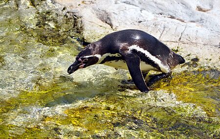 Penguin in waterのeditorial素材