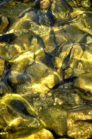 Fish in the riverのeditorial素材