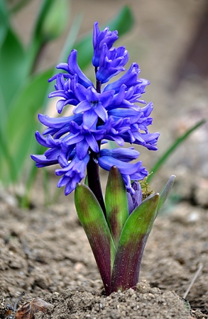 blue crocus in the gardenのeditorial素材