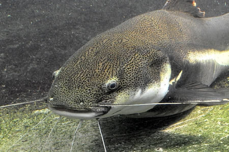 Fish catfish