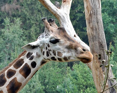 Animal - giraffeのeditorial素材