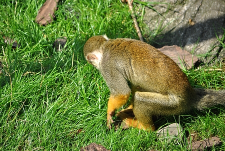 animal monkeyのeditorial素材