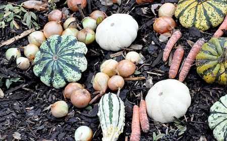 fresh vegetables in gardenのeditorial素材