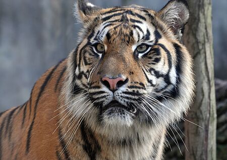 animal - tigerのeditorial素材