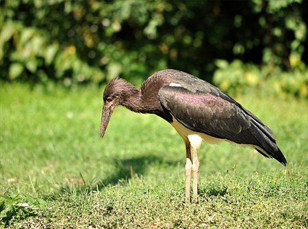 tropical bird in natureのeditorial素材