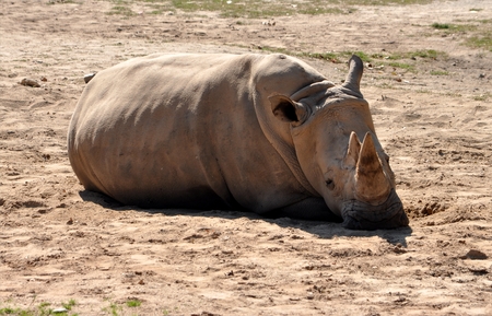 tropical animal rhinocerosのeditorial素材