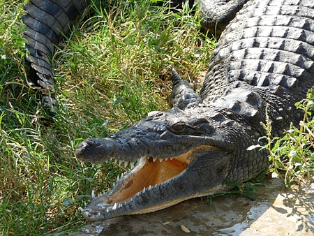 dangerous animals - crocodileのeditorial素材