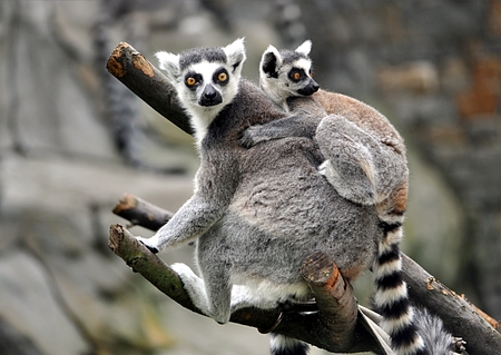 small animal lemur
