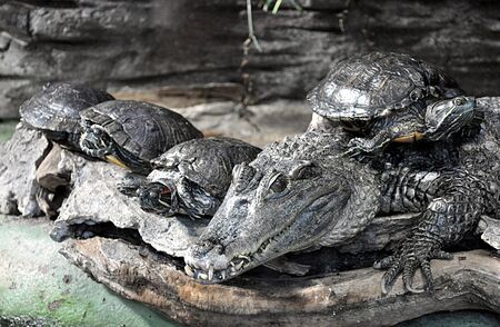 dangerous animal, crocodileのeditorial素材