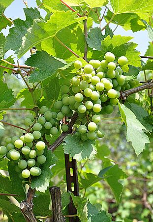 green grapes fruitのeditorial素材