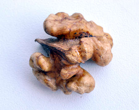 fresh brown Walnut
