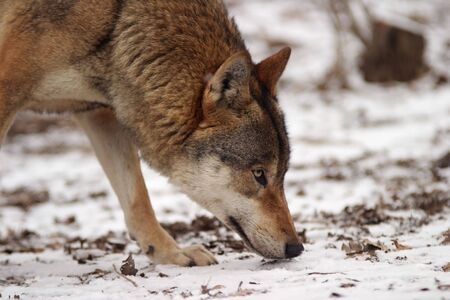 Gray Wolf in a winter , Canis lupus lupus