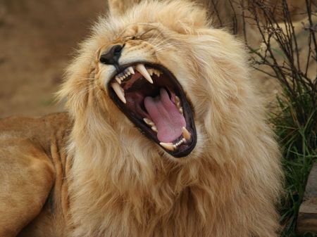 Angola lion, Panthera leo bleyenbergiの写真素材