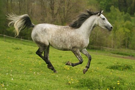 running arabian horse, Shagya arabの写真素材
