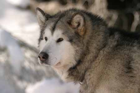 draught dog, sled dog sport